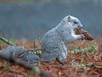 A1G6572c  Delmarva Fox Squirrel (Sciurus niger cinereus) extracting seeds from Loblolly Pine cones