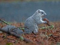 A1G6574c  Delmarva Fox Squirrel (Sciurus niger cinereus) extracting seeds from Loblolly Pine cones