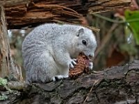 A1G6578c  Delmarva Fox Squirrel (Sciurus niger cinereus) extracting seeds from Loblolly Pine cones