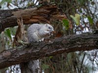 A1G6581c  Delmarva Fox Squirrel (Sciurus niger cinereus) extracting seeds from Loblolly Pine cones