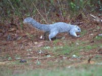 A1G6582  Delmarva Fox Squirrel (Sciurus niger cinereus)