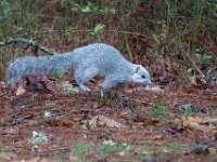 A1G6584c  Delmarva Fox Squirrel (Sciurus niger cinereus)