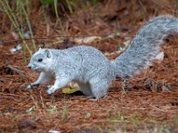 A1G6587c  Delmarva Fox Squirrel (Sciurus niger cinereus)