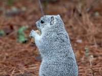 A1G6591c  Delmarva Fox Squirrel (Sciurus niger cinereus)