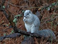 A1G6594c  Delmarva Fox Squirrel (Sciurus niger cinereus)