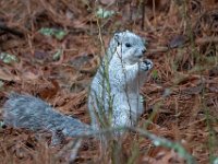 A1G6598c  Delmarva Fox Squirrel (Sciurus niger cinereus)