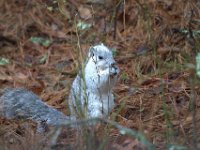 Delmarva Fox Squirrel