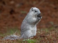 A1G6605c  Delmarva Fox Squirrel (Sciurus niger cinereus)