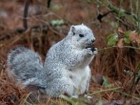 A1G6614c  Delmarva Fox Squirrel (Sciurus niger cinereus)