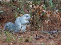 A1G6618c  Delmarva Fox Squirrel (Sciurus niger cinereus)