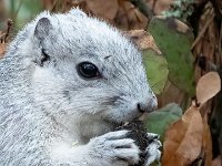 A1G6620c  Delmarva Fox Squirrel (Sciurus niger cinereus)