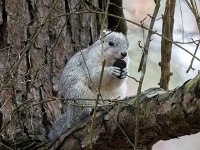 A1G6622c  Delmarva Fox Squirrel (Sciurus niger cinereus) extracting seeds from Loblolly Pine cones