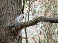 A1G6625c  Delmarva Fox Squirrel (Sciurus niger cinereus) extracting seeds from Loblolly Pine cones