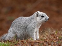 A1G6639c  Delmarva Fox Squirrel (Sciurus niger cinereus)