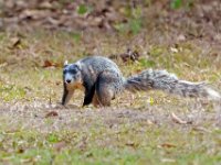 A1B6457c  Southern Fox Squirrel (Sciurus niger niger)