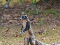 A1B6459c  Southern Fox Squirrel (Sciurus niger niger)