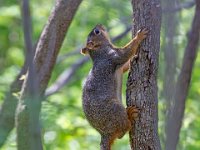 31F1718c  Eastern Fox Squirrel (Sciurus niger)