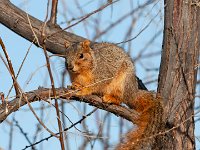 MG 7646c  Eastern Fox Squirrel (Sciurus niger)