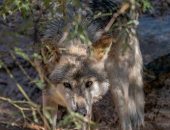 Mexican Wolf