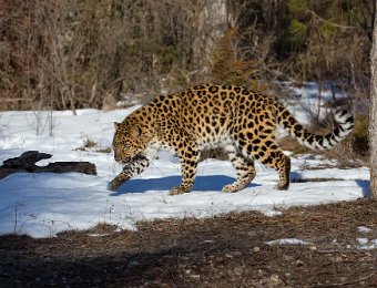 Amur Leopard