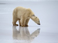 31F4750c  Polar Bear (Ursus maritimus)