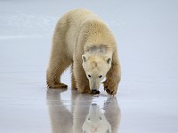 31F4751c  Polar Bear (Ursus maritimus)