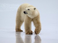 31F4752c  Polar Bear (Ursus maritimus)