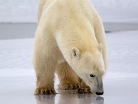 31F4778c  Polar Bear (Ursus maritimus)