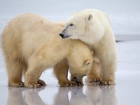 31F4781c  Polar Bear (Ursus maritimus)