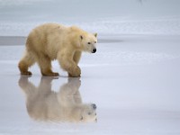 31F4783c  Polar Bear (Ursus maritimus)