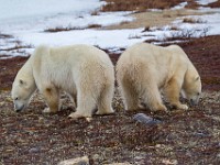 31F4813c  Polar Bear (Ursus maritimus)