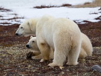 31F4815c  Polar Bear (Ursus maritimus)