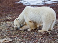 31F4820c  Polar Bear (Ursus maritimus)