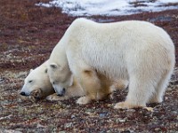 31F4822c  Polar Bear (Ursus maritimus)