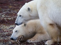 31F4823c  Polar Bear (Ursus maritimus)