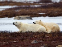 31F4839c  Polar Bear (Ursus maritimus)