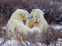 31F4879c  Polar Bear (Ursus maritimus)