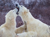 31F4921c  Polar Bear (Ursus maritimus) "play fighting"