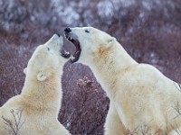 31F4924c  Polar Bear (Ursus maritimus) "play fighting"