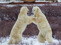 31F4935c  Polar Bear (Ursus maritimus) "play fighting"