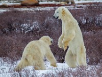 31F4944c  Polar Bear (Ursus maritimus) "play fighting"