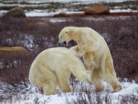 31F4963c  Polar Bear (Ursus maritimus) "play fighting"