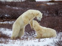 31F4969c  Polar Bear (Ursus maritimus) "play fighting"