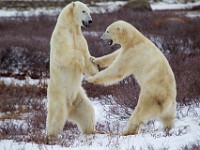 31F5001c  Polar Bear (Ursus maritimus) "play fighting"