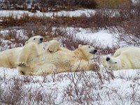 31F5053c  Polar Bear (Ursus maritimus)