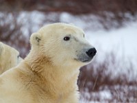 31F5057c  Polar Bear (Ursus maritimus)