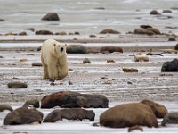 31F5068c  Polar Bear (Ursus maritimus)