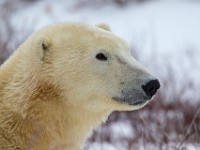 31F5069c  Polar Bear (Ursus maritimus)