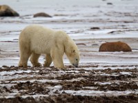 31F5075c  Polar Bear (Ursus maritimus)