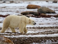 31F5080c  Polar Bear (Ursus maritimus)